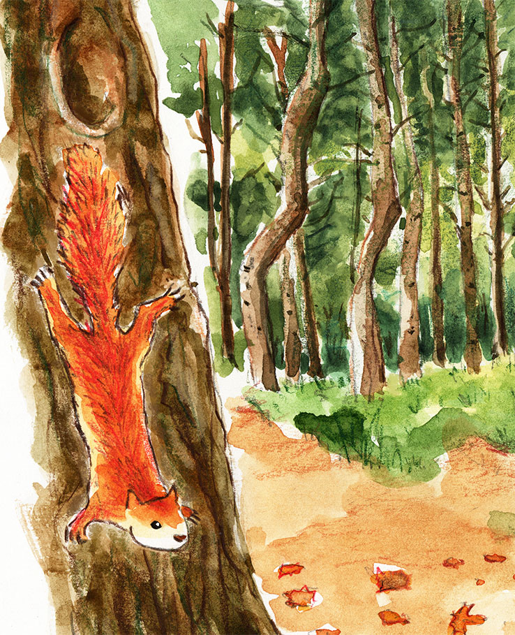 A boy hides behind a tree in the autumn woods watching a red squirrel come down a big tree trunk