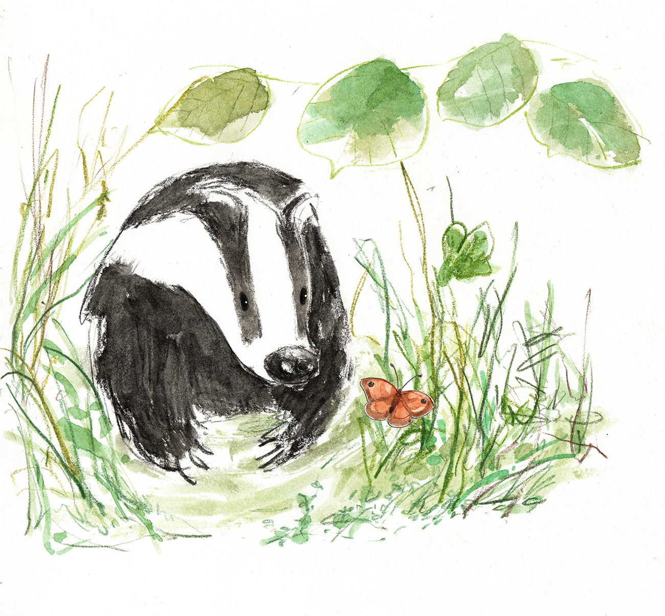 A badger on grass and leaves sees a butterfly