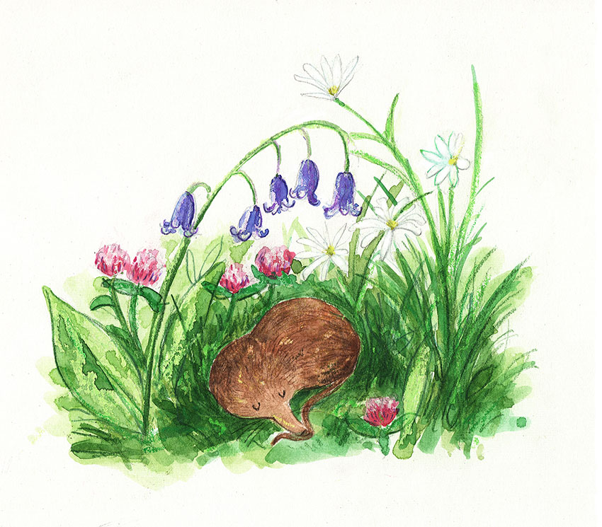 a pygmy shrew sleeping under some flowers