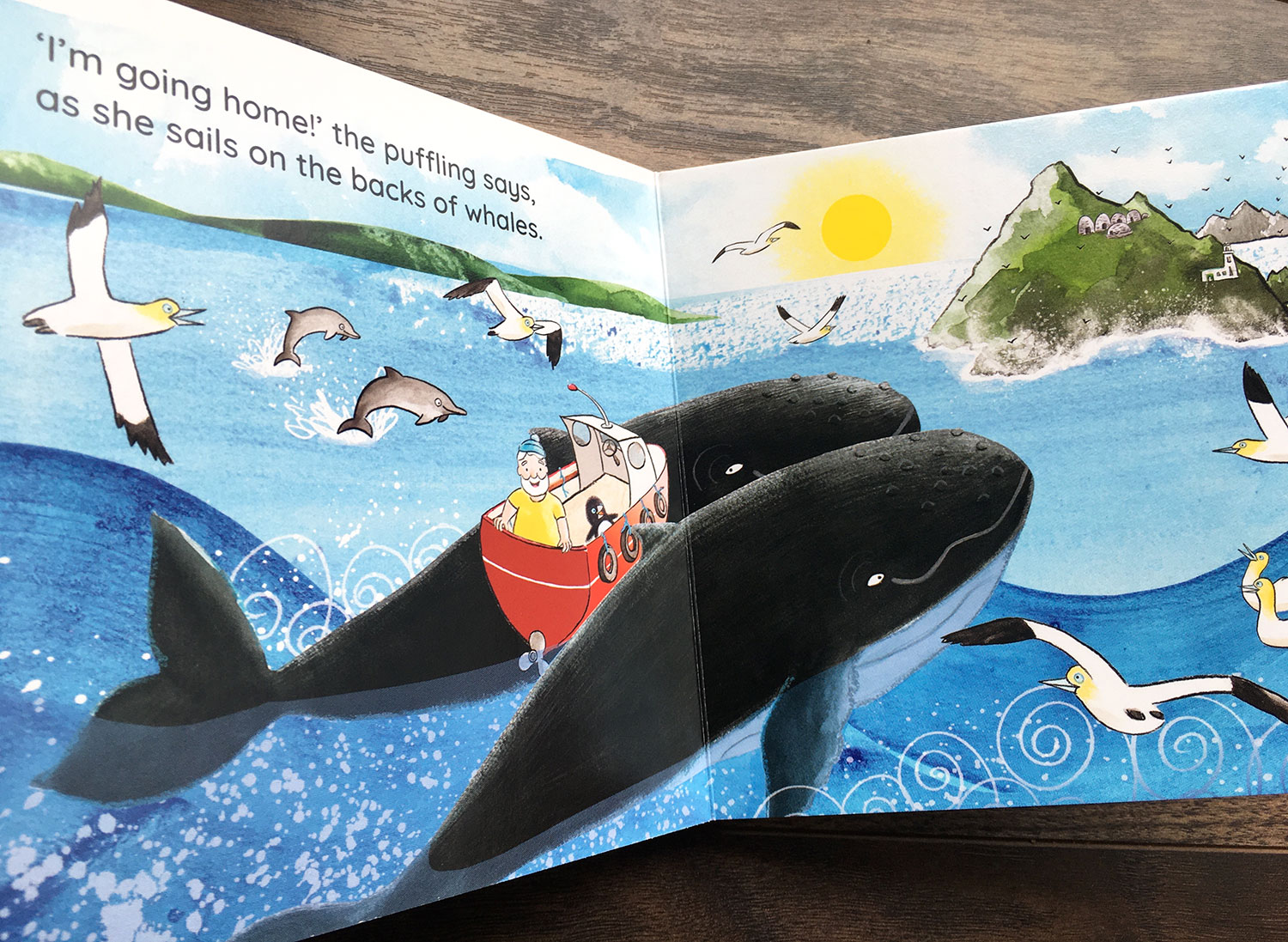 Where Are You Puffling? board book puffling returns home on the backs of whales