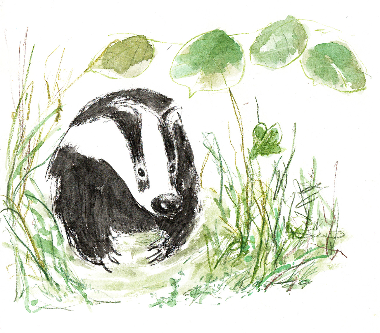 sketch of a badger on grass and leaves