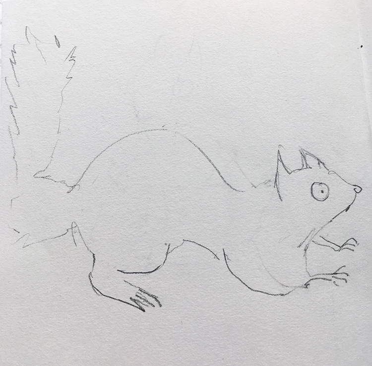 sketch a squirrel