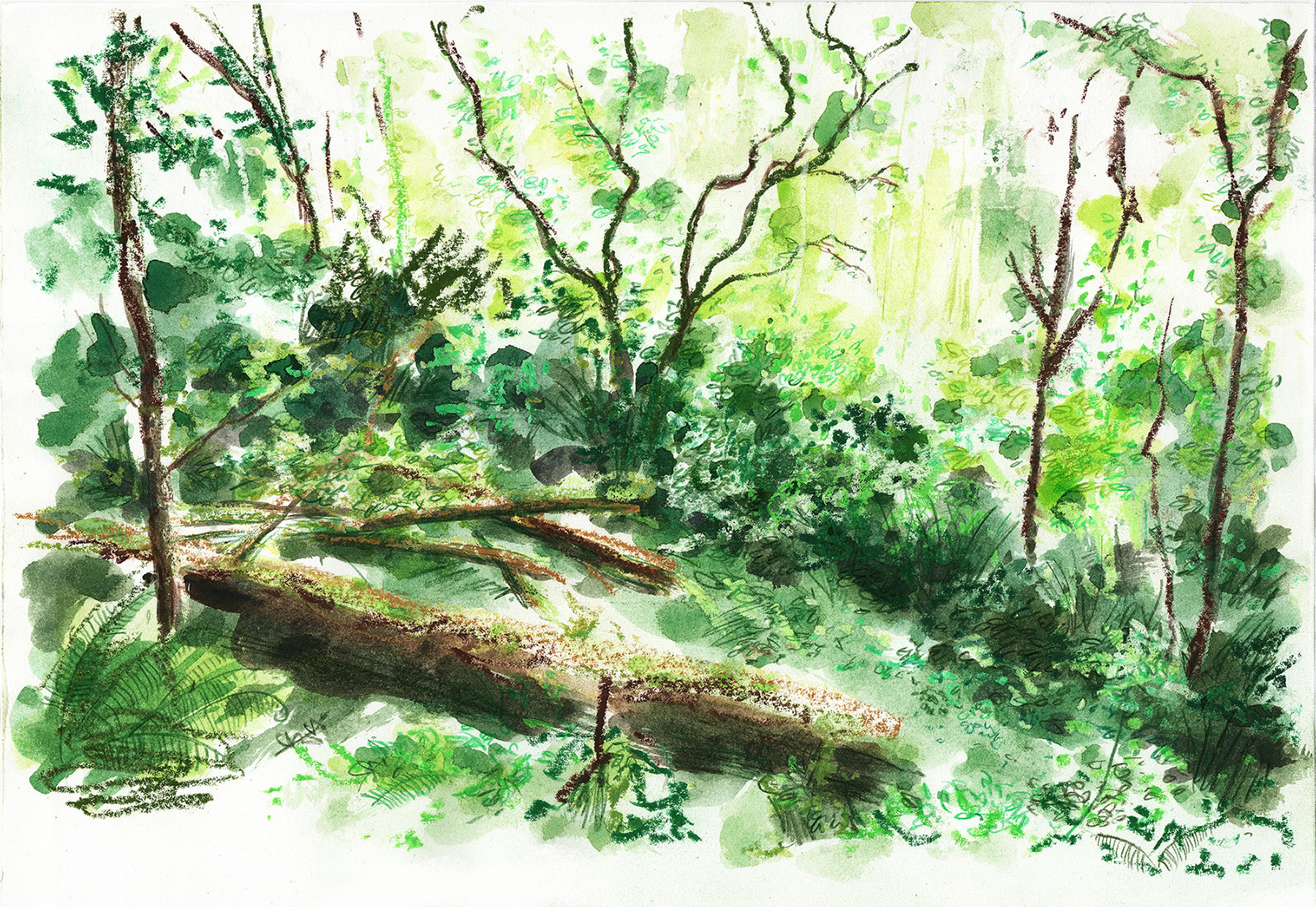 sketch of a woodland scene with fallen branches and tree trunks at Killarney National Park