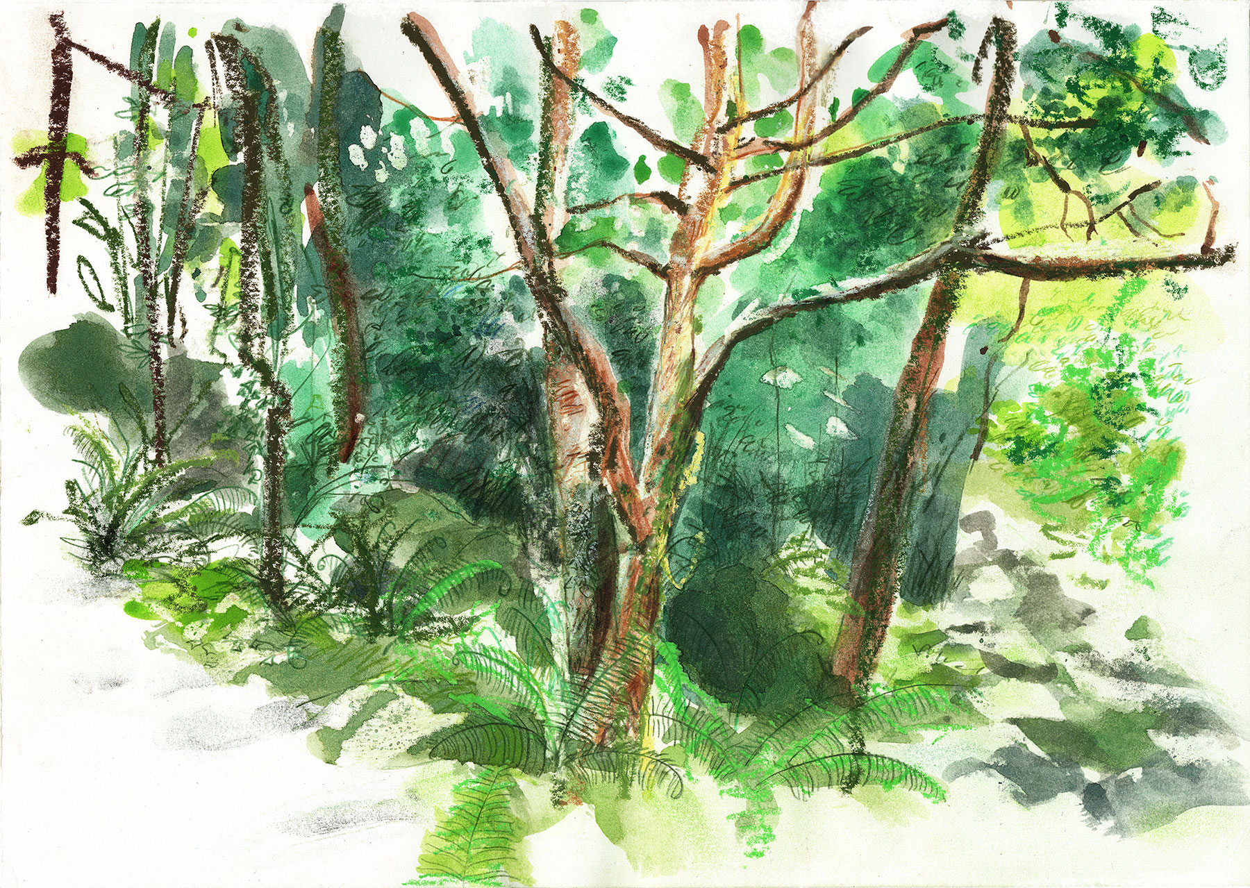 sketch of a woodland scene with slim tree trunks at Killarney National Park